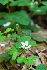 Blackberry vine with white blooms over a log in the woods
