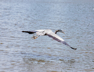 Fototapeta na wymiar heron in flight