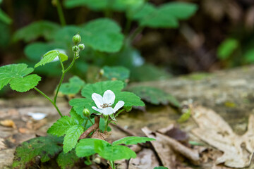 Blackberry vine with white blooms over a log in the woods
