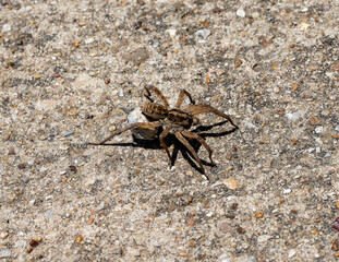 Spider on the run