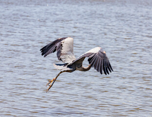 heron in flight
