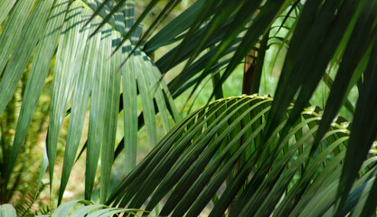palm tree leaves in the summer