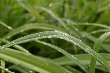 dew on grass