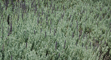 lavender green grass background