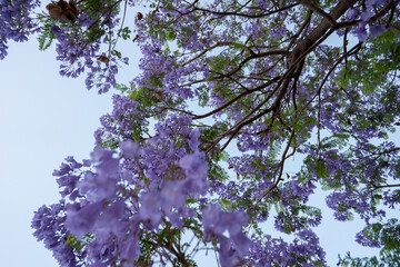 Purple Jacaranda Tree in bloom