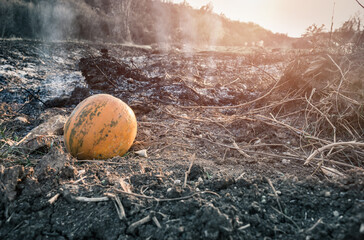 Abandoned rotten pumpkin left on the burnt field. Single moldy decaying pumpkin on burned soil. End...