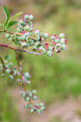 Close up of green blueberries growing on a bush, organic food source
