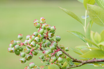 Close up of green blueberries growing on a bush, organic food source
