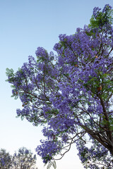 Purple Jacaranda Tree in bloom