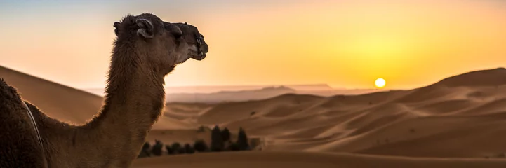 Poster Merzouga in the Sahara Desert in Morocco. Web banner in panoramic view. © marabelo