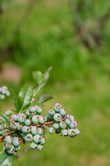 Close up of green blueberries growing on a bush, organic food source
