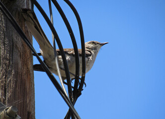 bird on a fence