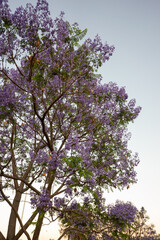 Purple Jacaranda Tree in bloom