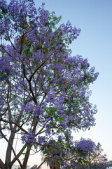 Purple Jacaranda Tree in bloom