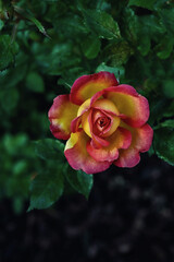 Rose bloom in the evening light