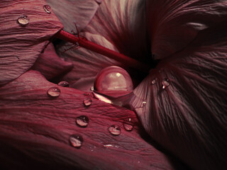 close-up of gel ball on pink flower