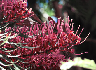 close up of pink flower