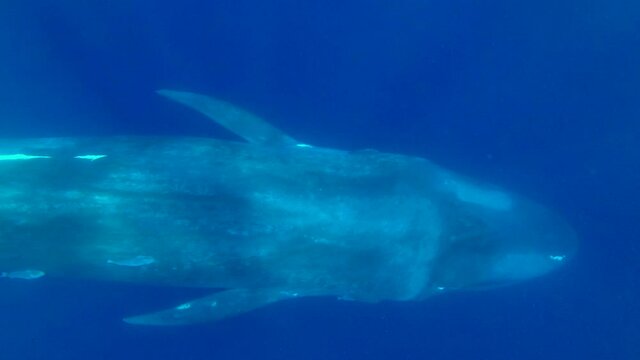 Slow Motion, Close-up Of Blue Whale Slowly Swims In Blue Water In The Morning Sunrays. Great Blue Whale - Balaenoptera Musculus. Underwater Shot, High-angle Shot, Indian Ocean, Sri Lanka