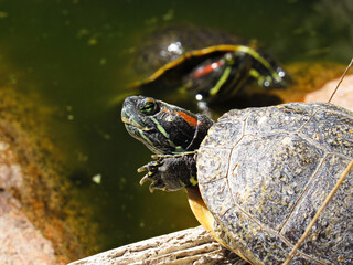 red eared slider turtle