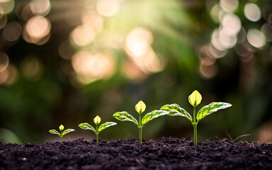 Small trees of different sizes that are growing on the ground, including a blurred green background.