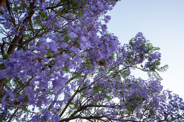 Purple Jacaranda Tree in bloom