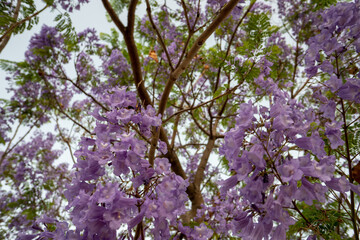 Purple Jacaranda Tree in bloom