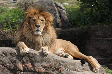 Naklejka na ściany i meble Male lion is kicking back and relaxing on the rock.