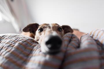 close up portrait of a rescued dog, greyhound