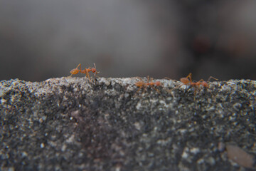 ant on skin tree and light behind ass focus