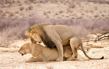Naklejka premium Lions mating in the Kgalagadi Park, South Africa