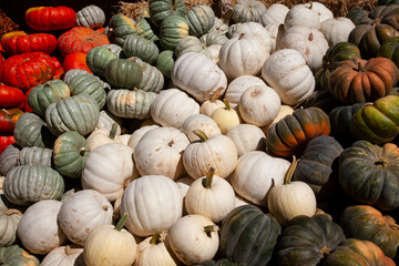 Large pile of specialty pumpkins. Orange pumpkins, green striped pumpkins, white pumpkins, and dark green pumpkins for sale at pumpkin patch