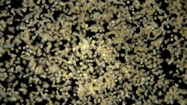 The colony of plankton rotifers Rotifera Keratella Cochlearis, distributed throughout the world, both in salt and freshwater, has a similar protective outer cuticle shell, reproduction in this species