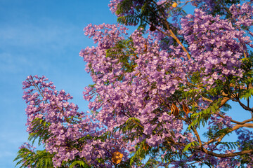 Purple Jacaranda Tree in bloom