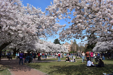 Cherry Blossoms at the Quad