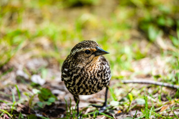Red-winged Blackbird is a passerine bird found in most of North America and much of Central America