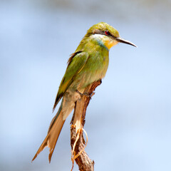 Swallow-tailed Bee-eater perched on a branch in the Kgalagadi Park, Kalahari, South Africa