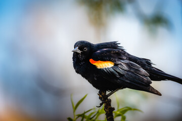 Red-winged Blackbird is a passerine bird found in most of North America and much of Central America