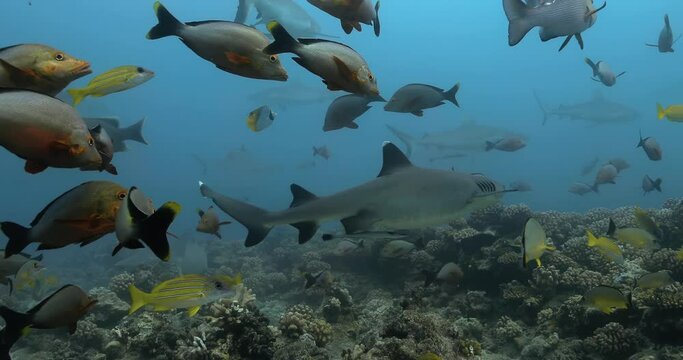 Maori snapper and bluelined snapper fishes with sharks. Underwater life with fishes and a shark swimming near coral reef in the Ocean. Diving in the clear water 4K