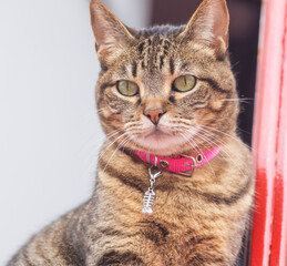 cat on a white background