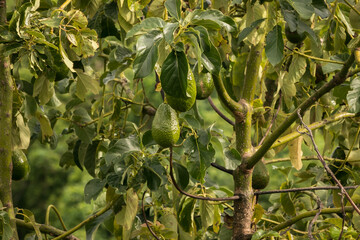 Healthy growing avocadoes that will make a great salad