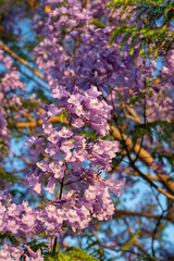 Purple Jacaranda Tree in bloom
