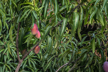 Wonderful and colorful mangoes getting ready to eat