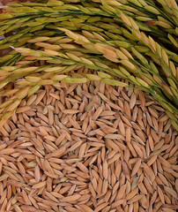 Thai Jasmine rice on a background