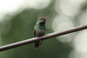Rufous-tailed Hummingbird Amazilia tzacatl. Taken at Panacam, Lago de Yojoa, Honduras