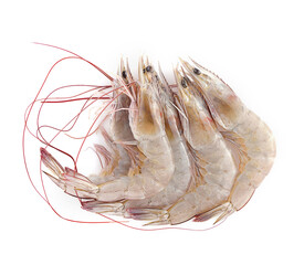 Fresh shrimps,prawns isolated on white background