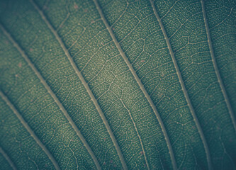 Closeup of green leaf texture; nature background