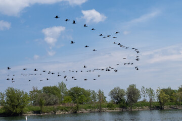 a flock of double-crested cormorant (Phalacrocorax auritus) sea birds flying over a wooded waters edge