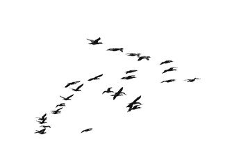 a flock of black double-crested cormorant (Phalacrocorax auritus) sea birds against a pure white sky suitable for compositing