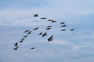 a flock of black double-crested cormorant (Phalacrocorax auritus) sea birds against a blue cloudy sky
