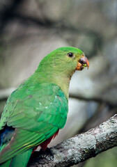 Female King parrot perched on the branch